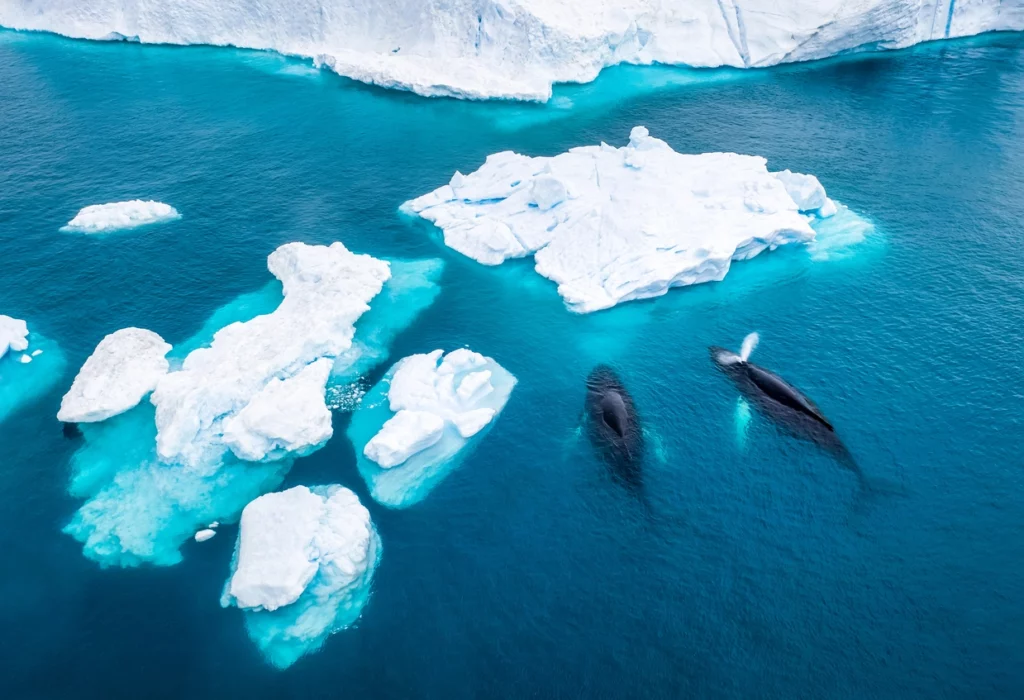 Aerial view of two whales swimming in bright turquoise Arctic waters surrounded by floating white icebergs and large sheets of sea ice.