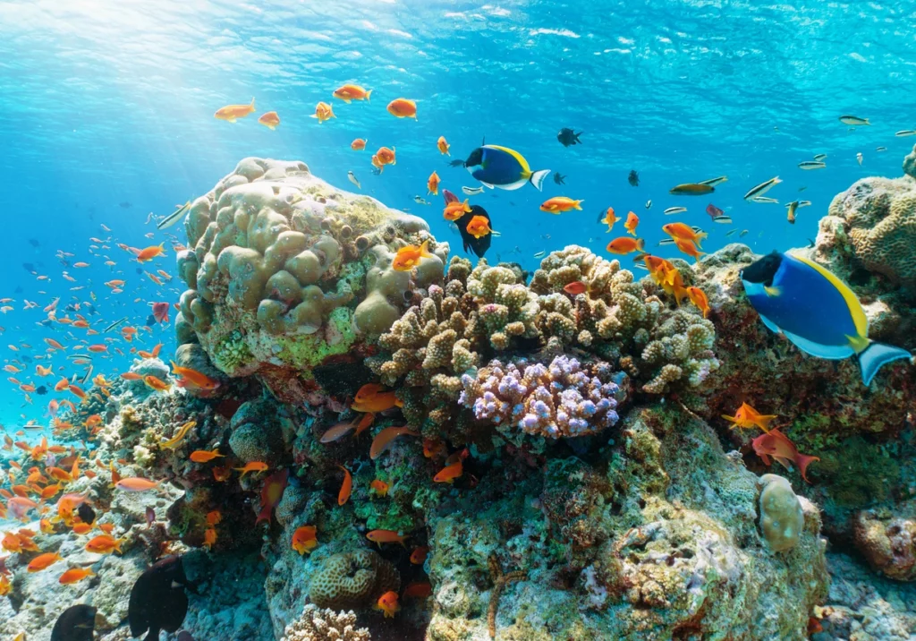 Colorful underwater reef with tropical fishes in the Indian Ocean